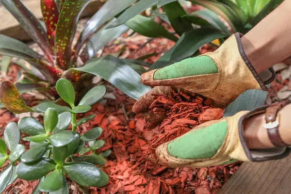 Mulching Mulching